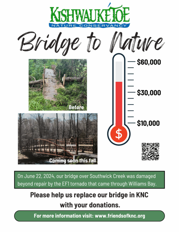 Bridge to Nature