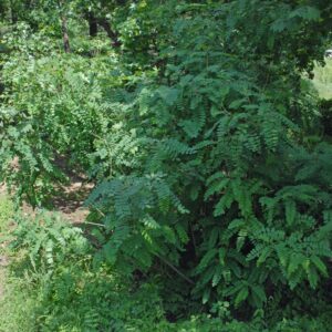 Indigo Bush (3G)