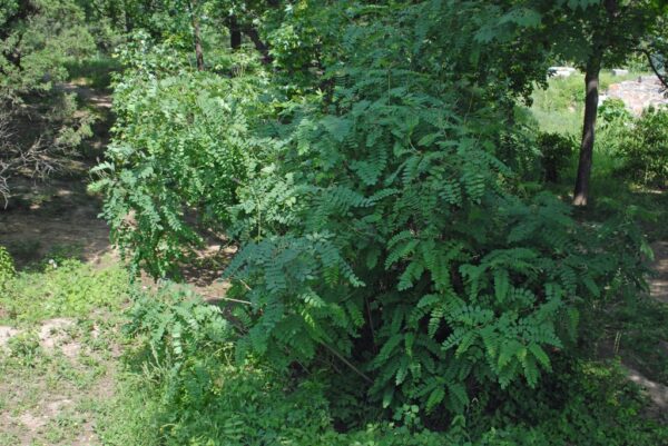 Indigo Bush (3G)