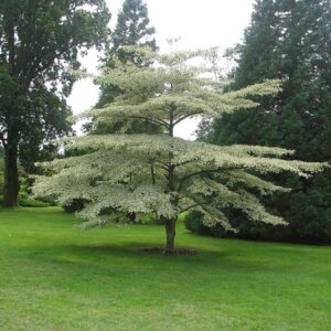 Pagoda Dogwood (10G)