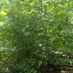 American Hazelnut (3G)