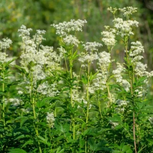 Meadowsweet (5G)