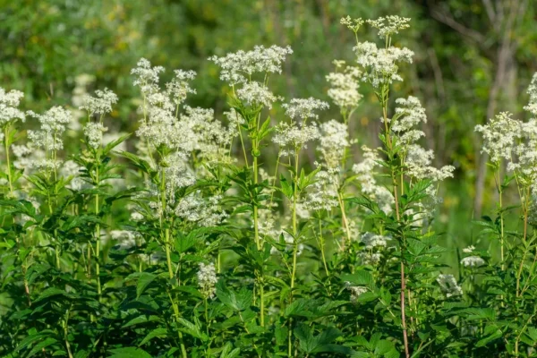 Meadowsweet (5G)
