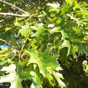 Hill Oak (3G)