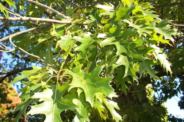 Hill Oak (3G)