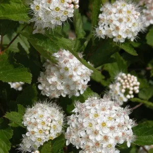Nine Bark (3G)