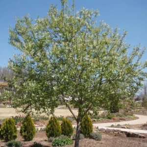 Chokecherry (5G)
