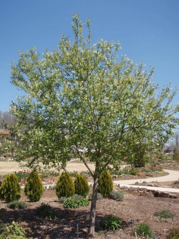 Chokecherry (5G)