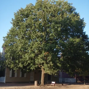 Kishwauketoe Red Oak (3G)