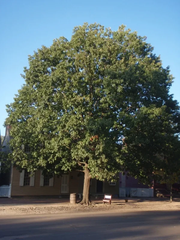 Kishwauketoe Red Oak (3G)