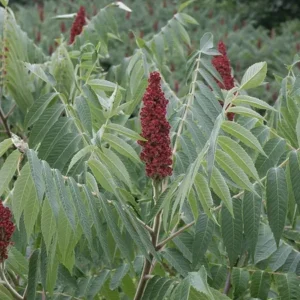 Sumac (3G)