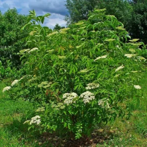 Elderberry (5G)