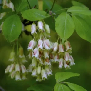 American Bladdernut (3G)