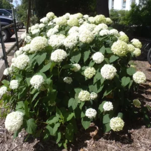 Smooth Hydrangea (3G)