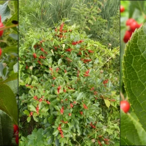 Winterberry (3G)