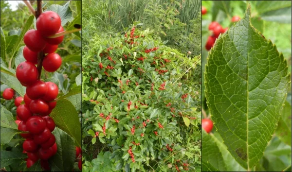 Winterberry (3G)