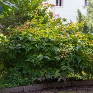 Honeysuckle (5G)